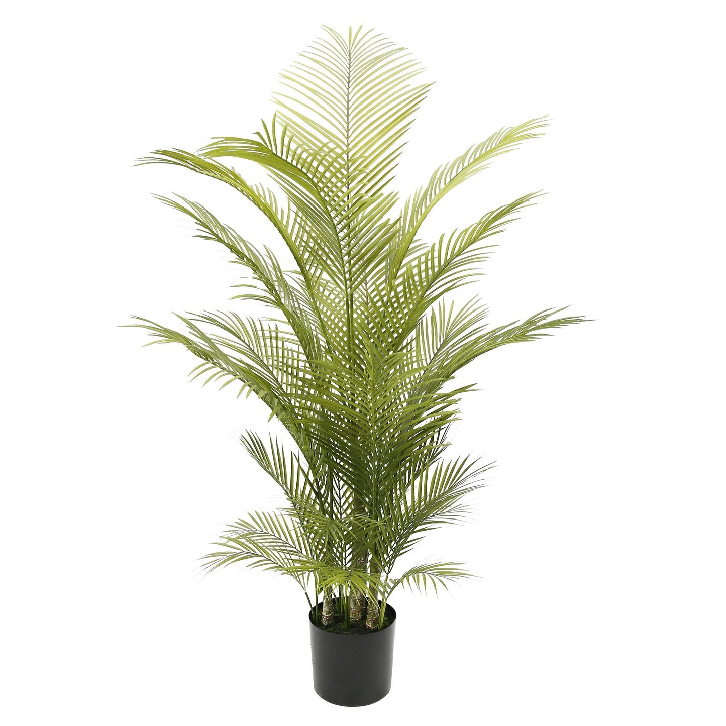 Botanica Areca Palm in Pot (150cm)