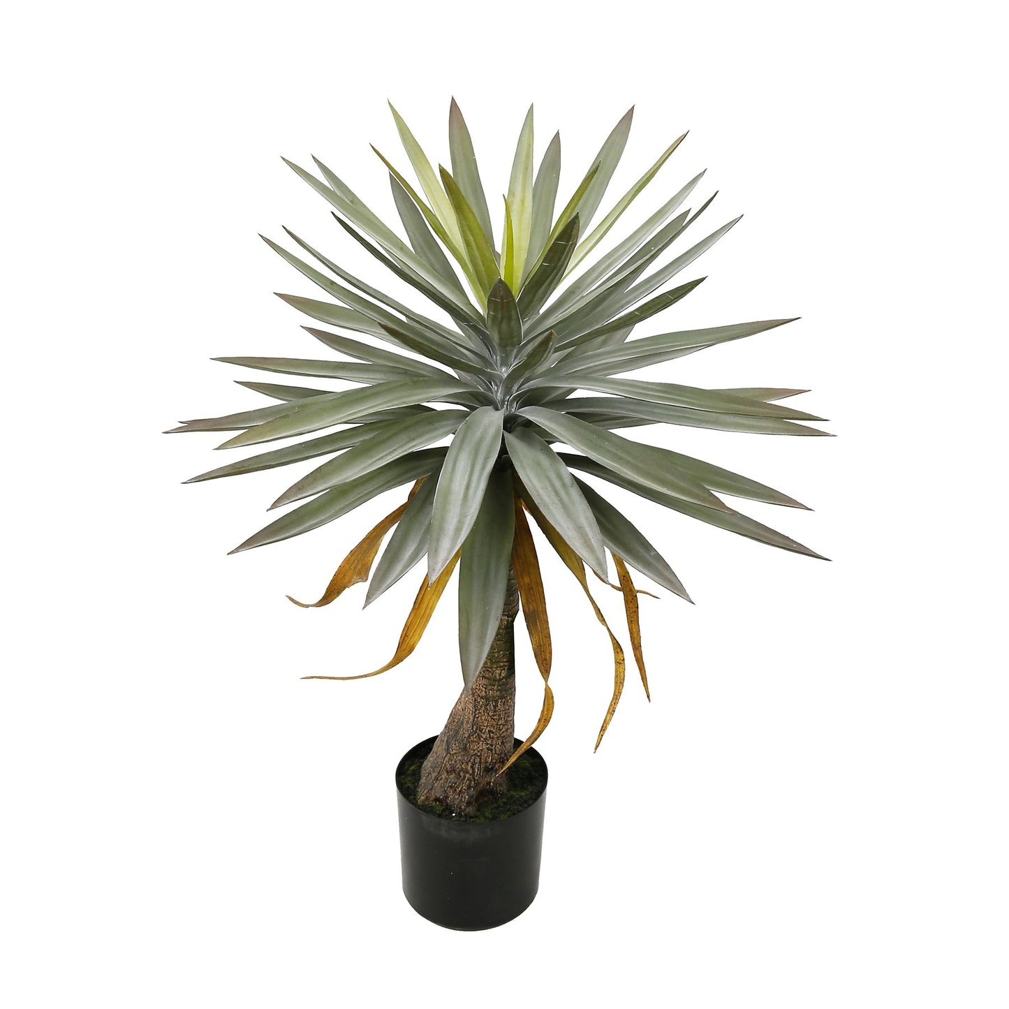 Botanica Yucca in pot (90cm)