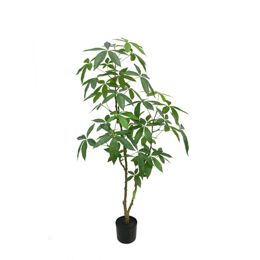 Botanica Fatsia in pot (150cm)