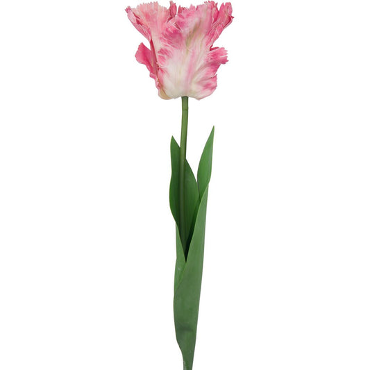 Tulip Pink Parrot Variety