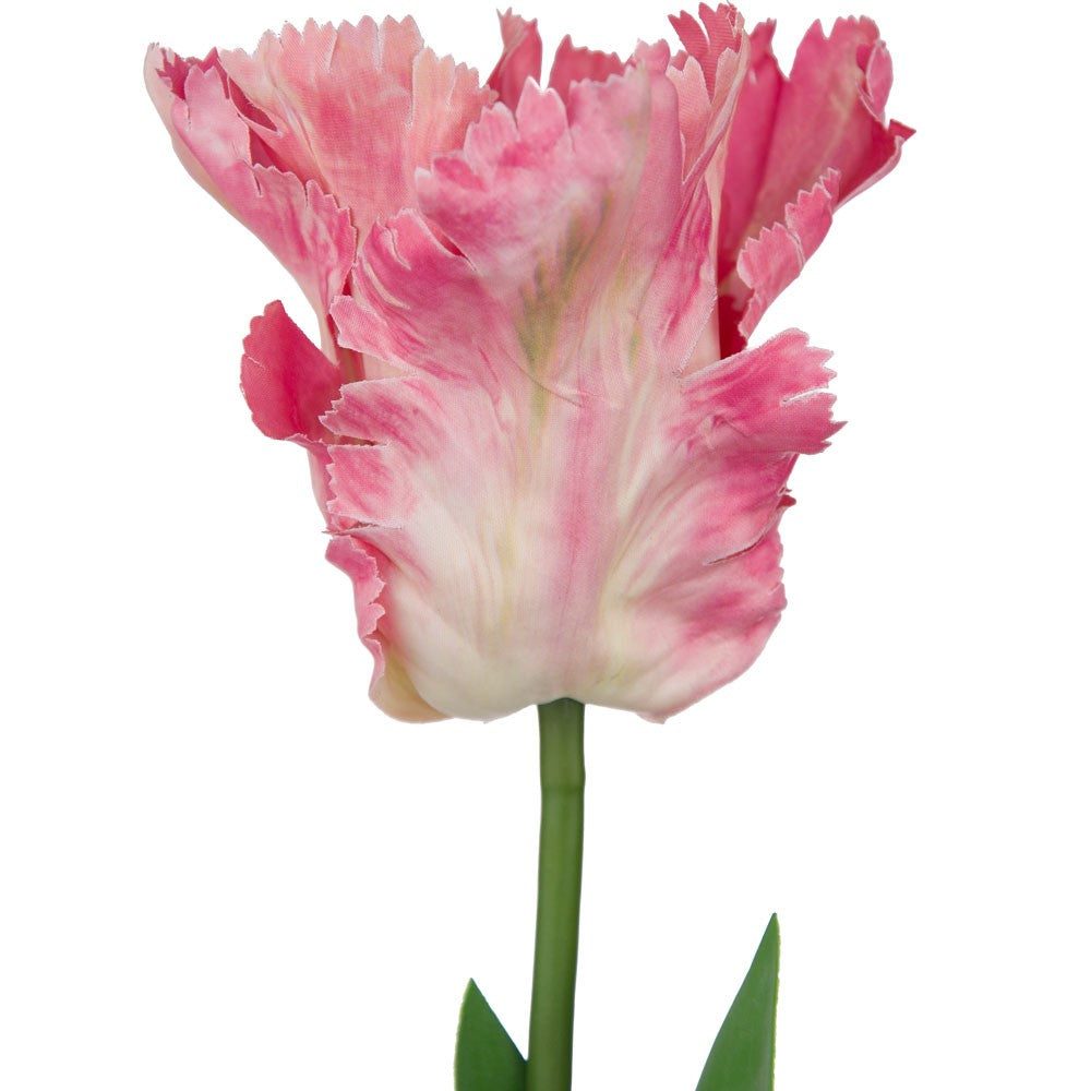 Tulip Pink Parrot Variety