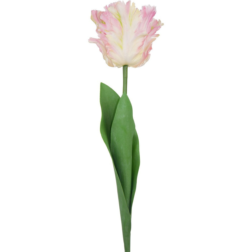 Tulip Light Pink Parrot Variety