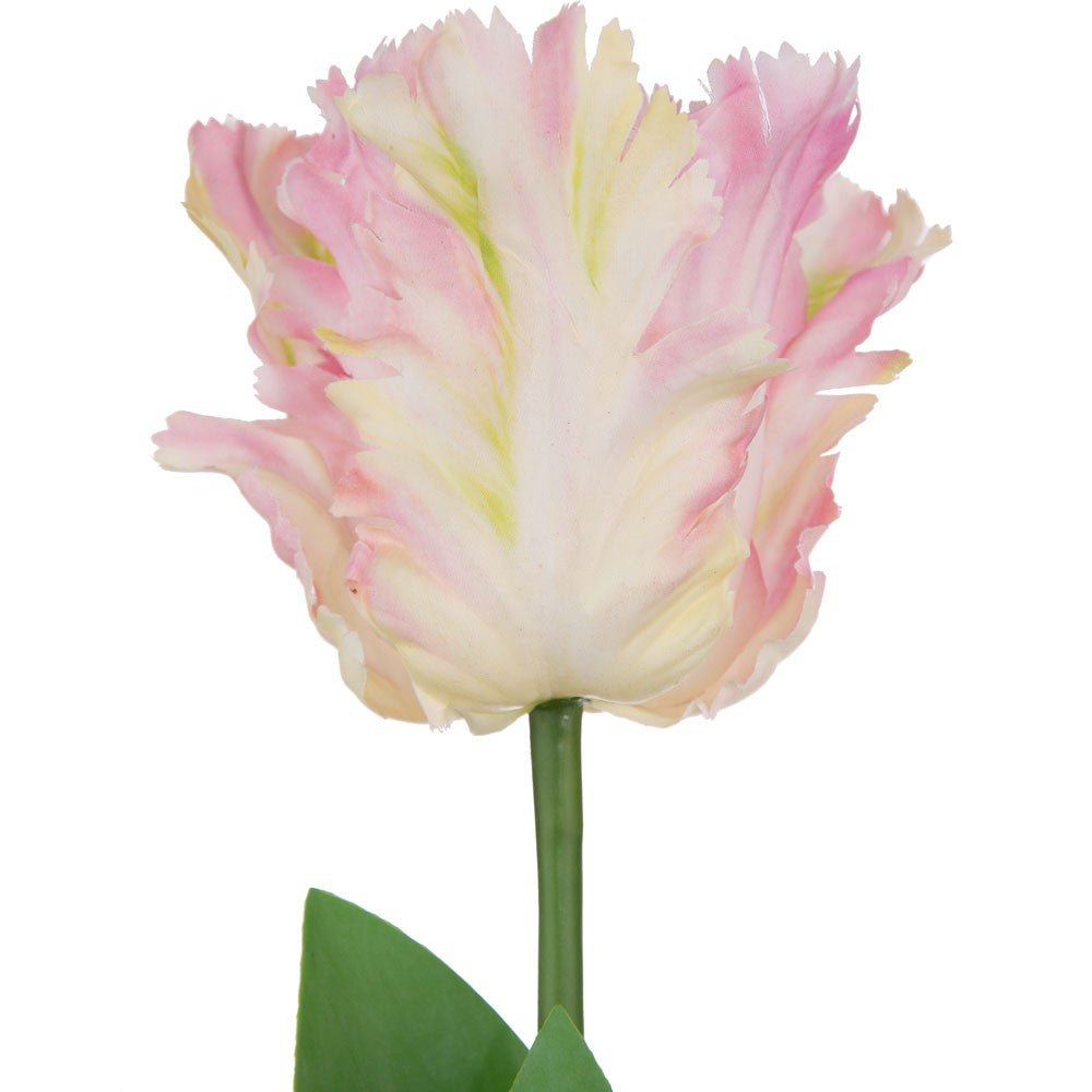 Tulip Light Pink Parrot Variety