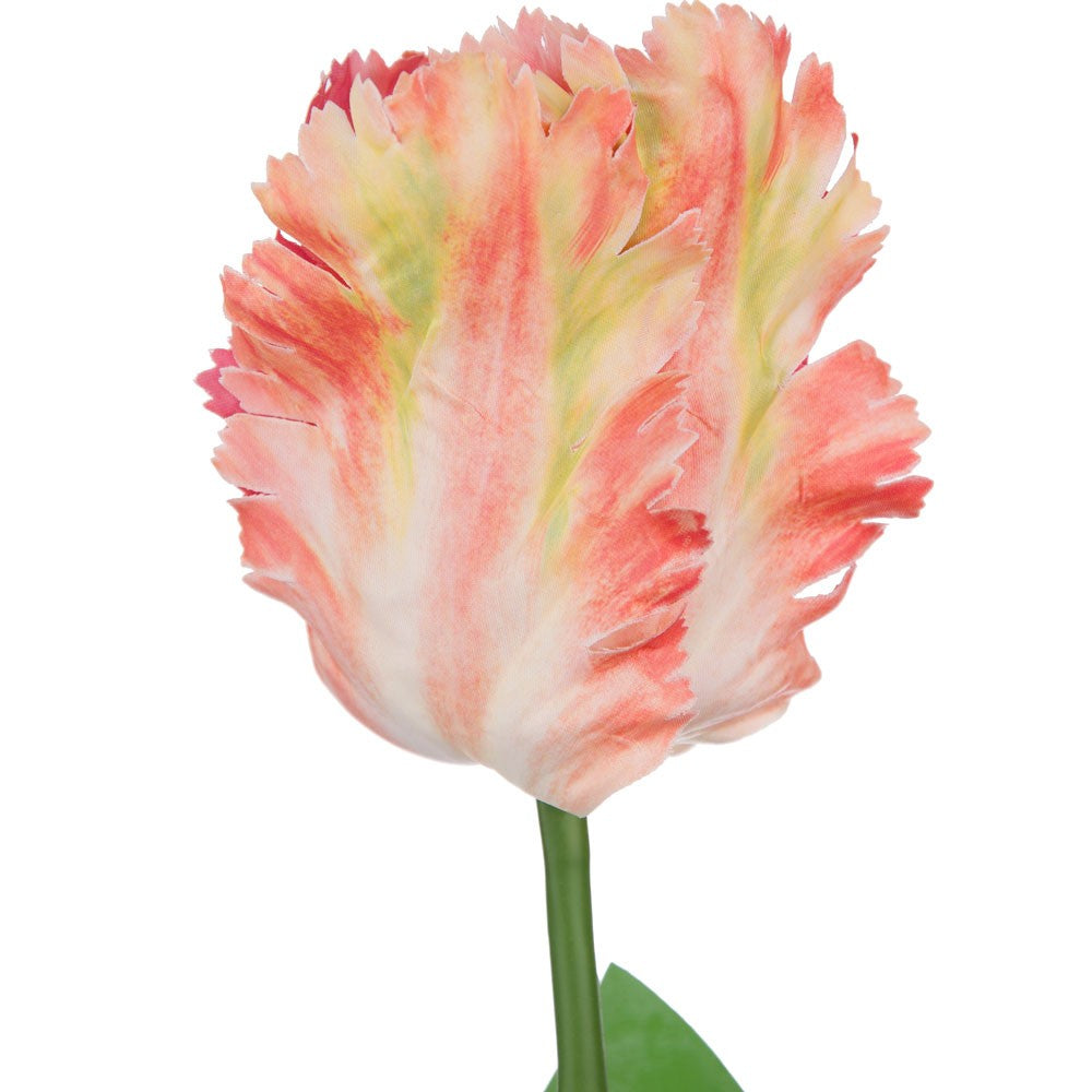 Tulip Coral Parrot Variety