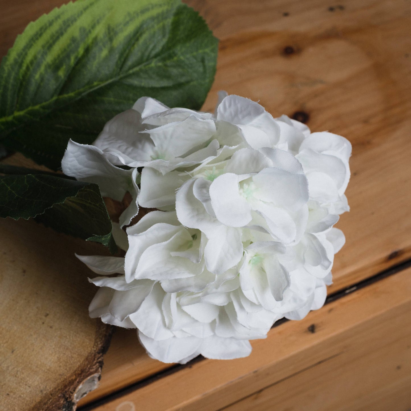 White Small Head Hydrangea