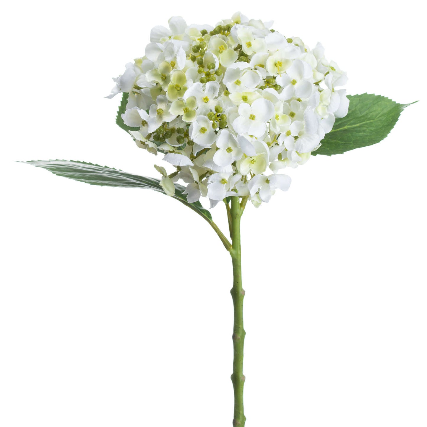 White Lace Cap Hydrangea