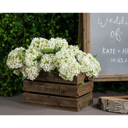 White Lace Cap Hydrangea