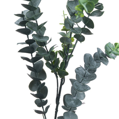 Silver Dollar Eucalyptus