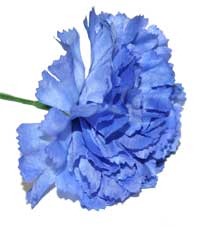 Royal Blue Carnations (12 Stems)