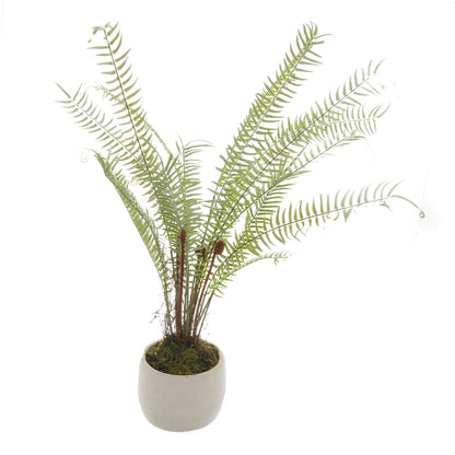 White Potted Boston Fern