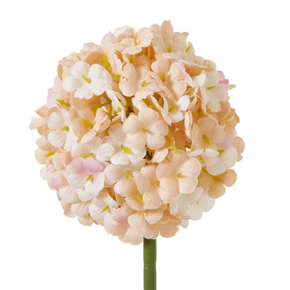 The Natural Garden Collection White & Apricot Allium