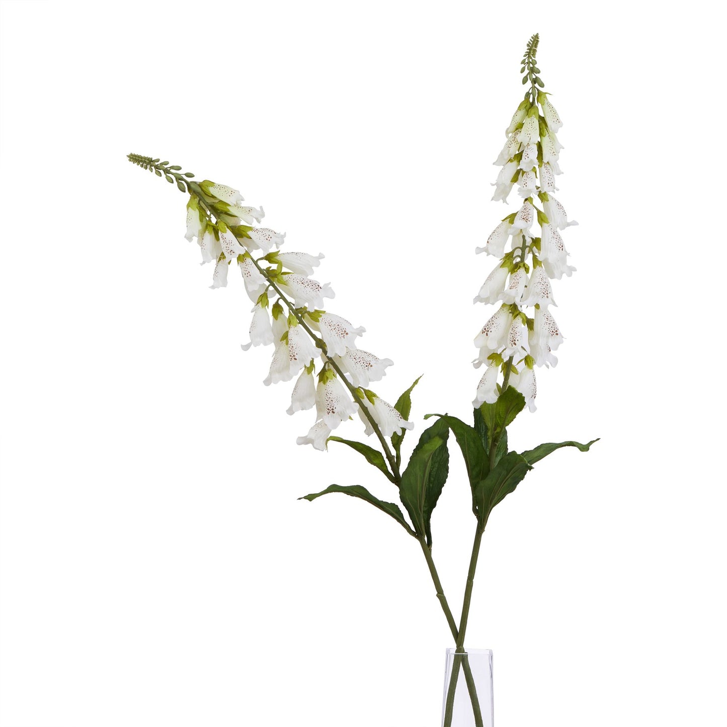 The Natural Garden Collection White Foxglove