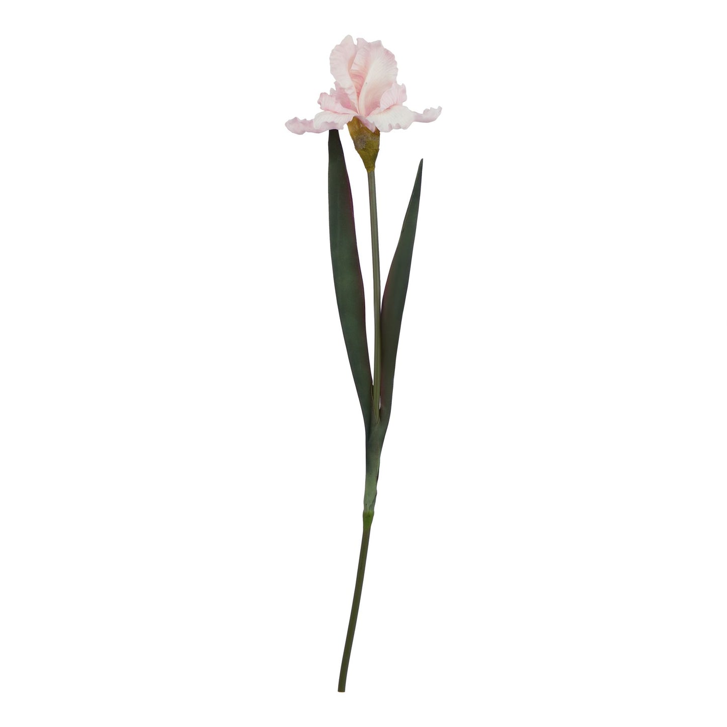 The Natural Garden Collection Pale Pink Fringed Iris