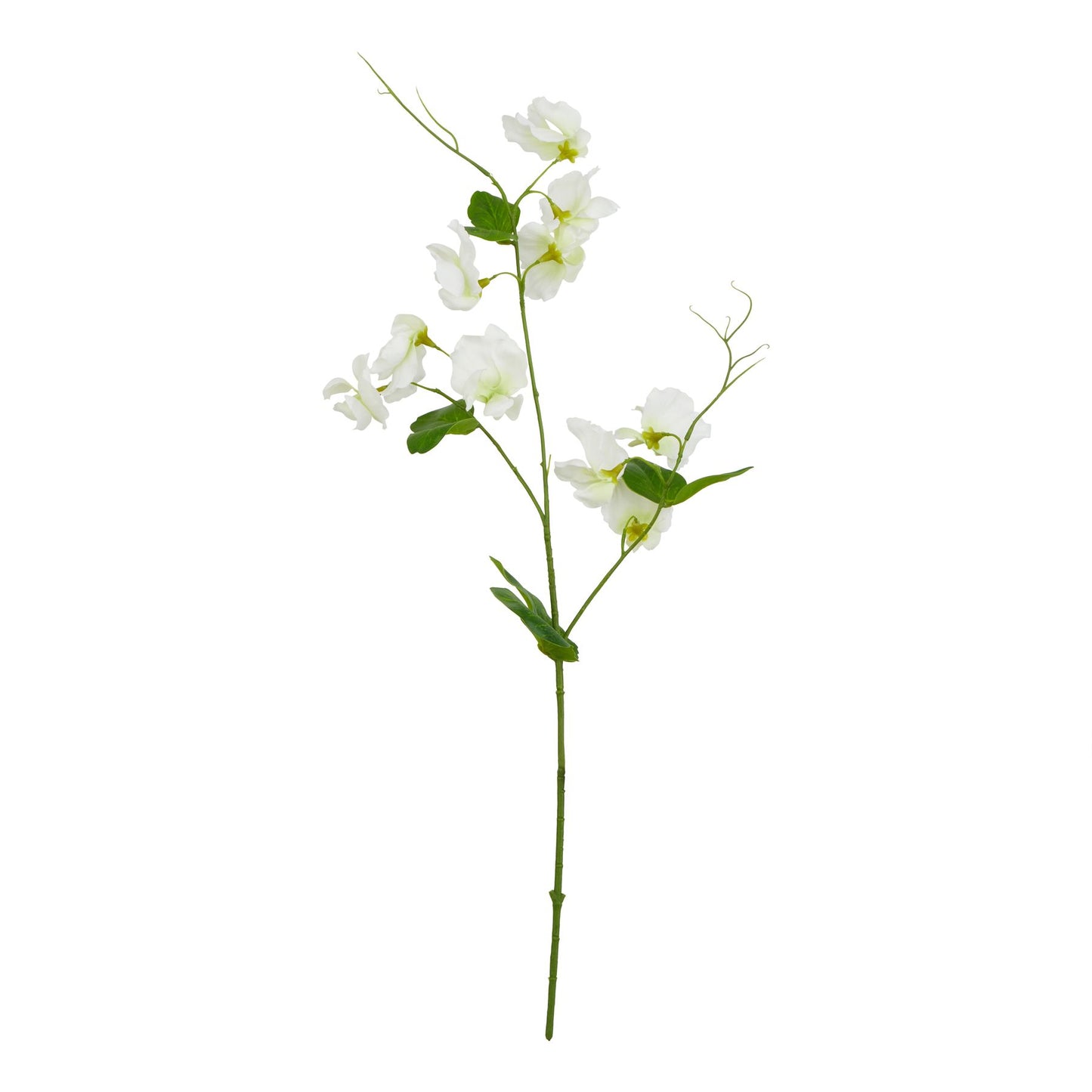 The Natural Garden Collection White Sweetpea Stem