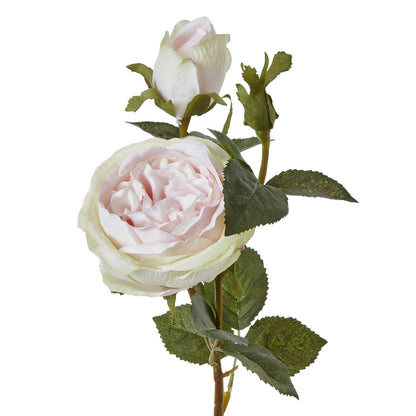 The Natural Garden Collection Pink Charity Rose