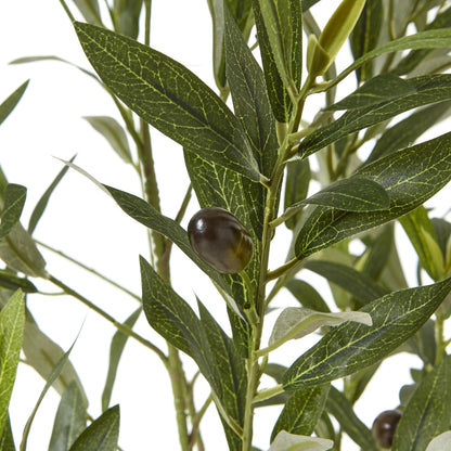 Apulia Olive Tree In White Pot 150Cm