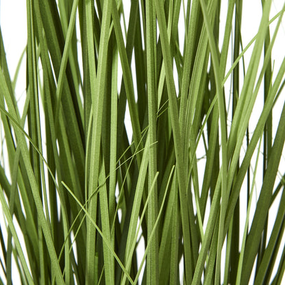 White Agapanthus Plant In Pot