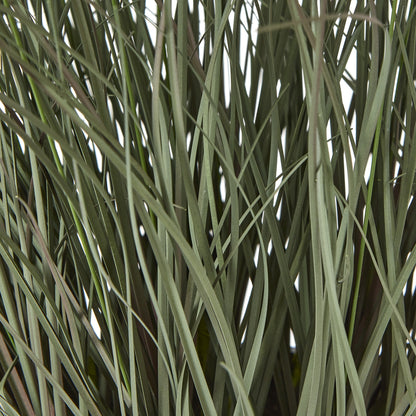 Fountain Grass Plant In Pot