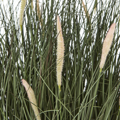 Large Fountain Grass Plant In Pot