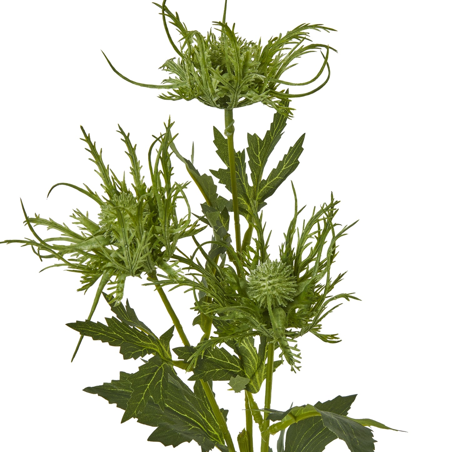 Green Sea Holly Spray