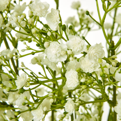 Cream Gypsophila Spray