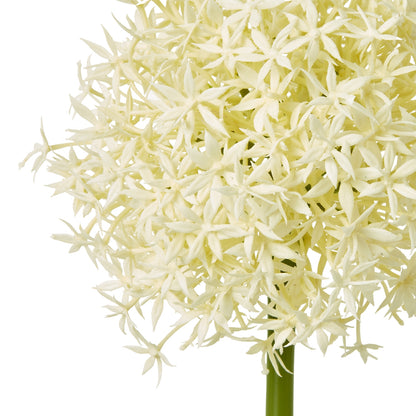 Cream Medium Allium Stem