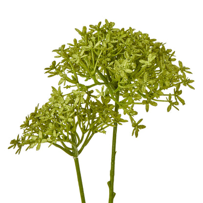 Green Crown Hydrangea Stem