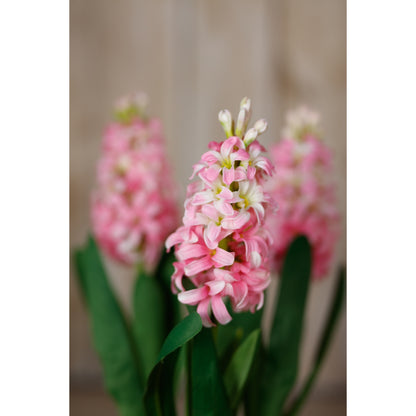 Pink Hyacinth Stem