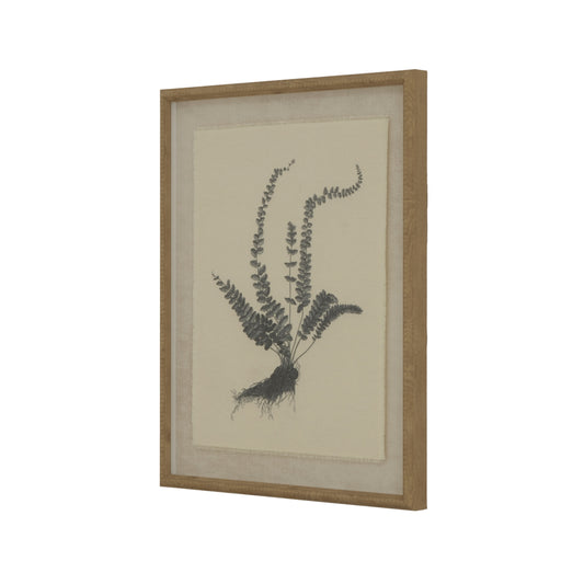 Flora & Fauna Collection Spleenwort On Linen In Beaded Frame