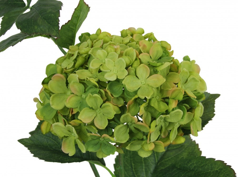 Large Hydrangea Green