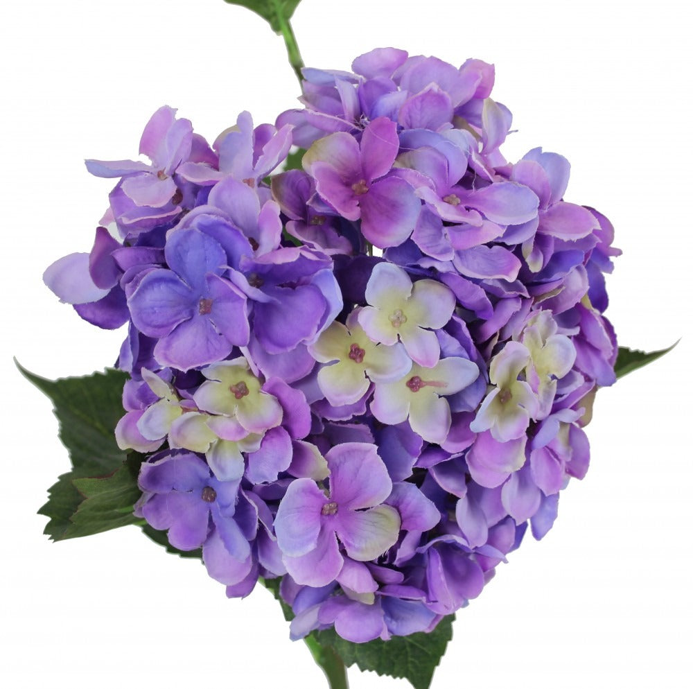 Large Hydrangea Lilac