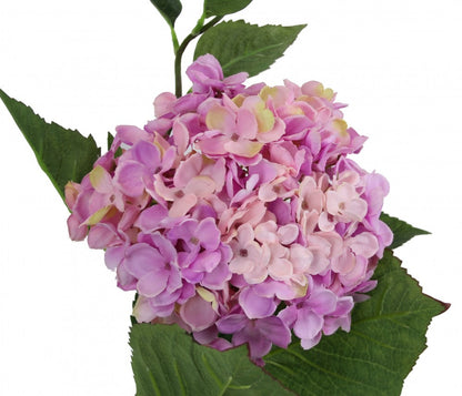 Large Hydrangea Purple   Pink