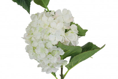 Large Hydrangea White