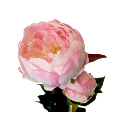 Peony Pink (78cm)