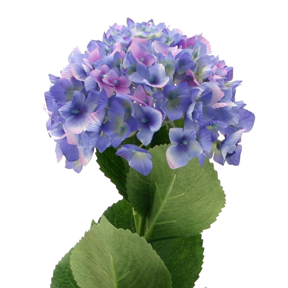 Single Blue Hydrangea