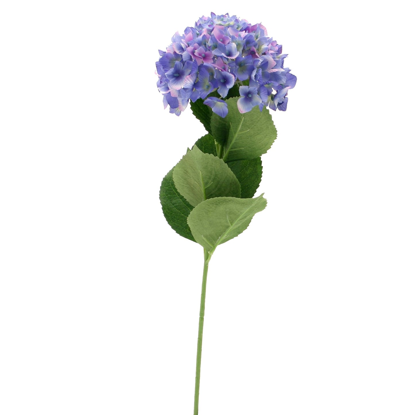 Single Blue Hydrangea