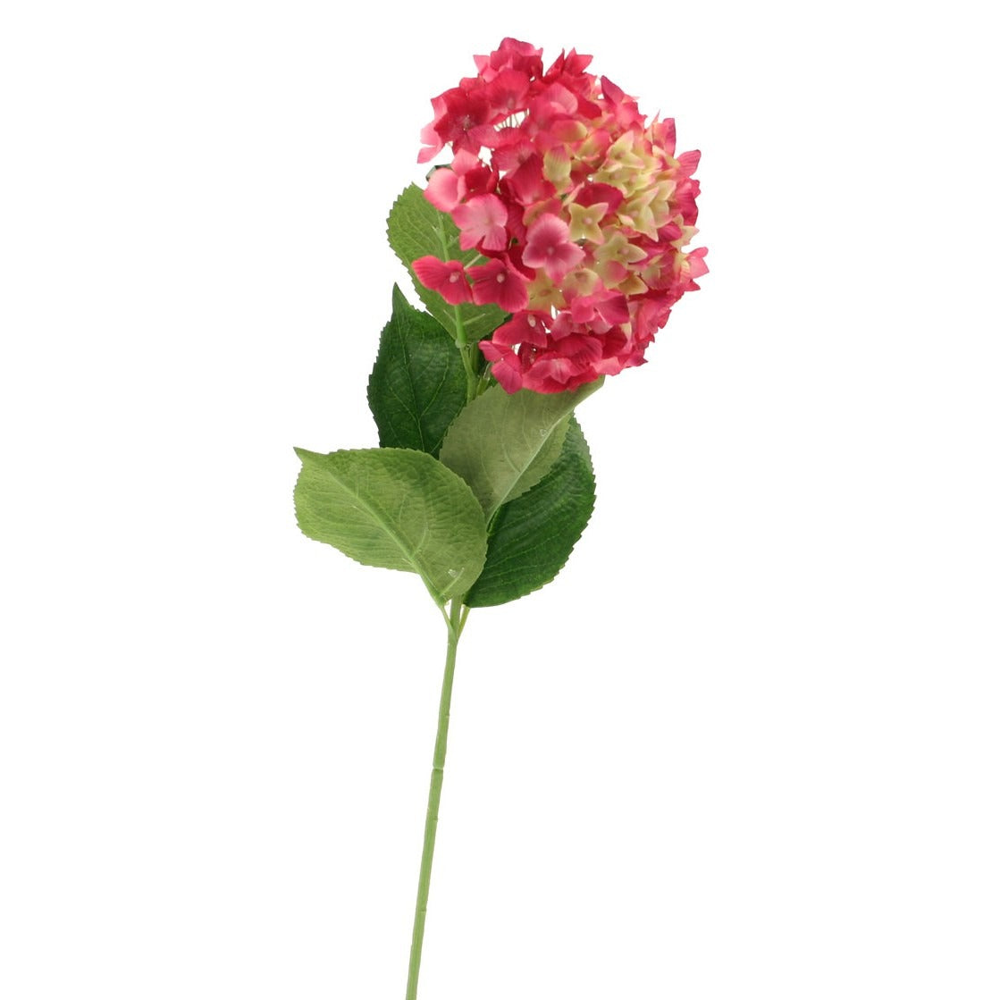 Single Hydrangea Fuschia