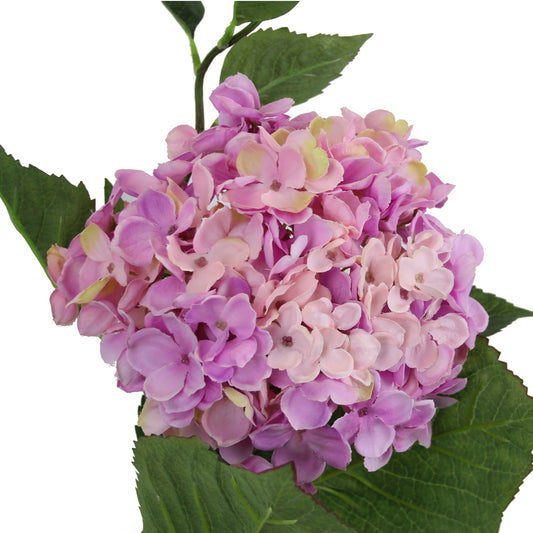 Large Hydrangea Purple   Pink