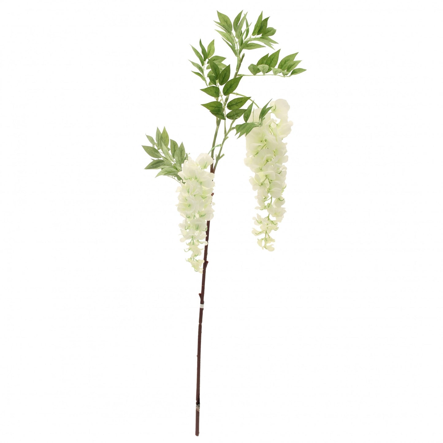 Two Head Wisteria White 90cm