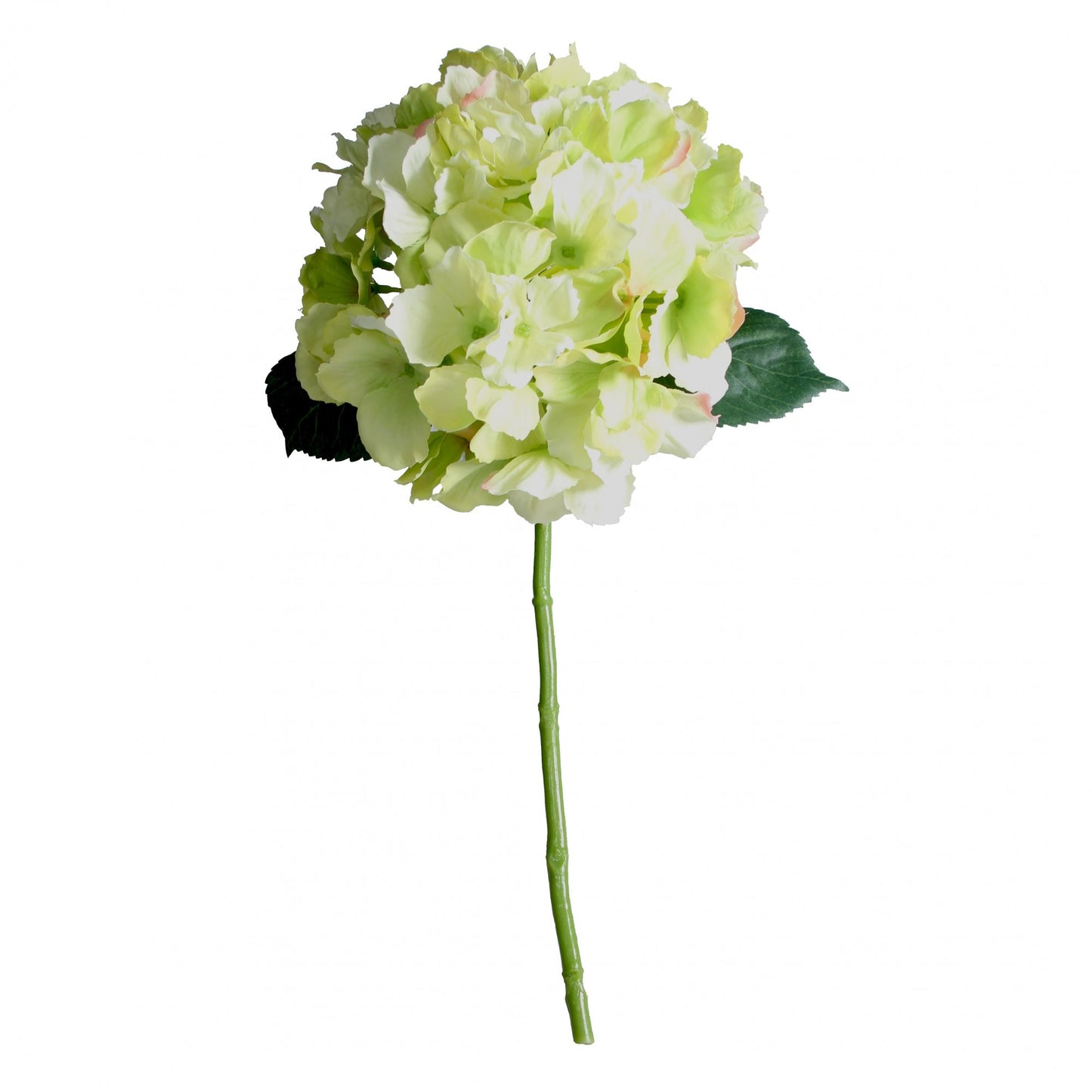 Short Stem Hydrangea Green