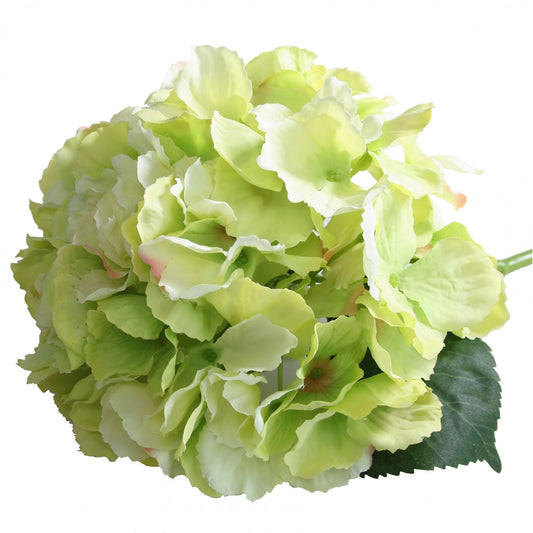 Short Stem Hydrangea Green