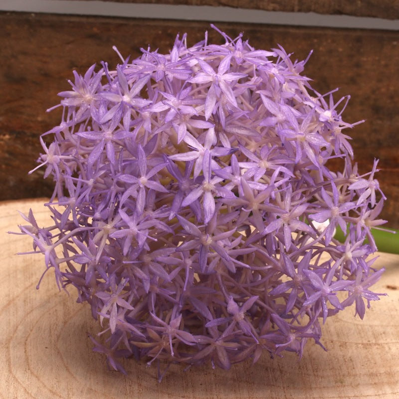 76cm Single Allium Lavender