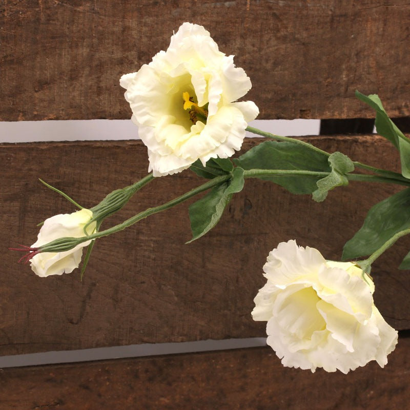 Lisianthus Spray Cream