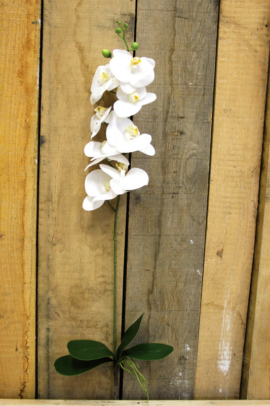 White Phalaenopsis Spray 33.5 inch