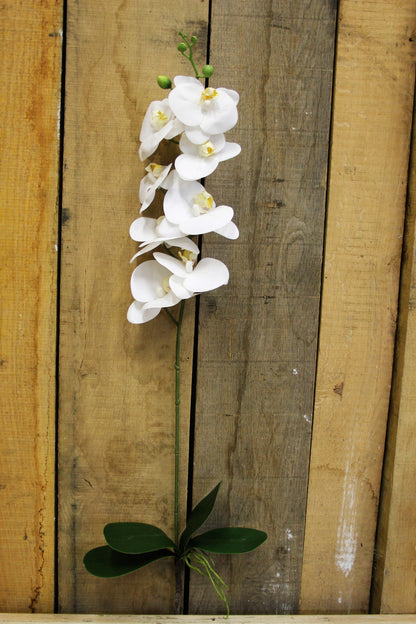 White Phalaenopsis Spray 33.5 inch