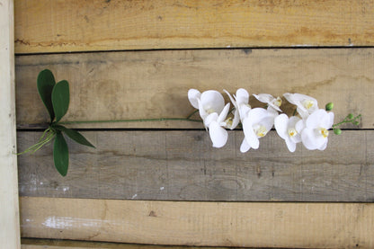 White Phalaenopsis Spray 33.5 inch