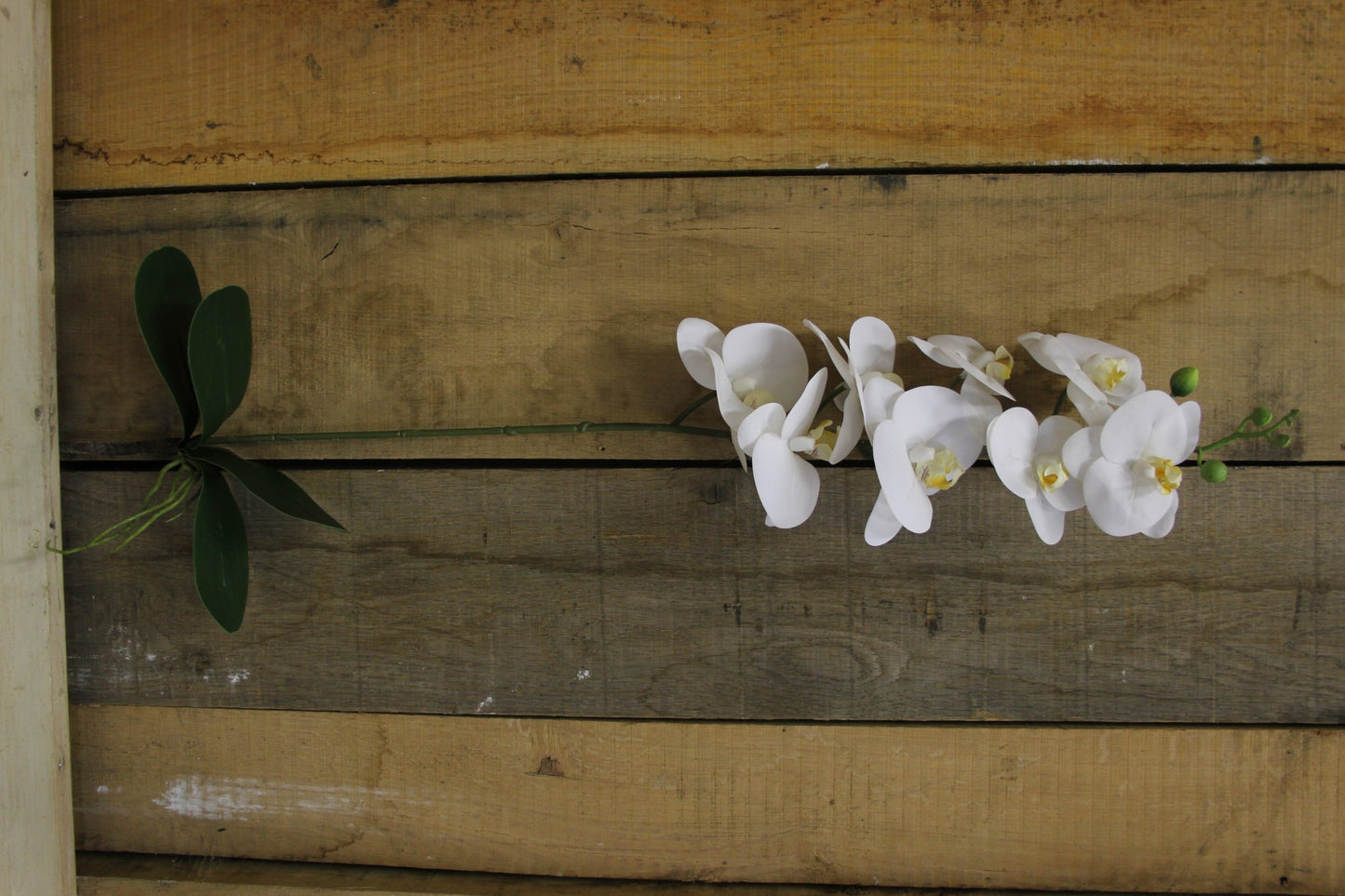 White Phalaenopsis Spray 33.5 inch