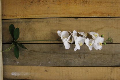 White Phalaenopsis Spray 33.5 inch