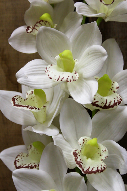 White Phalaenopsis Spray 45 inch