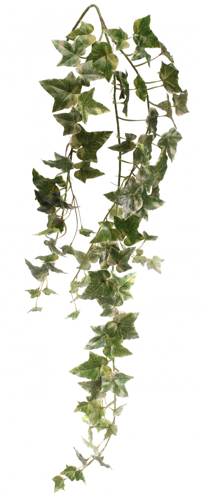 Holland Ivy Vine 46 inch